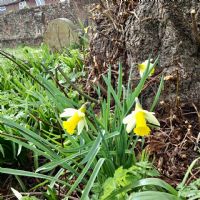 Daffodils (Narcissus Pseudonarcissus): Click to enlarge